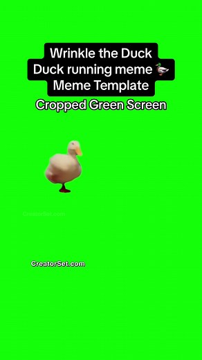 Duck running meme Green Screen Meme Template - Cropped Green Screen of Wrinkle the Duck running around @Wrinkle the Duck #duckrunning #greenscreen #memetemplates #duckrunningmeme #duckrunningtrend #seducktiv #seducktive #wrinkletheduck #croppedgreenscreens #croppedmemes #foryoupage #fyp #creatorset #animalsoftiktok #greenscreenmemes