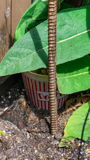 232K views · 7.9K reactions | This Simple Copper Trick Changed How My Plants Grow (Electroculture Explained) #electroculture #handmadecoils #diygardening gardeningtips #ascensiontools | Reinhard Stanjek - Ascension Tools | Facebook
