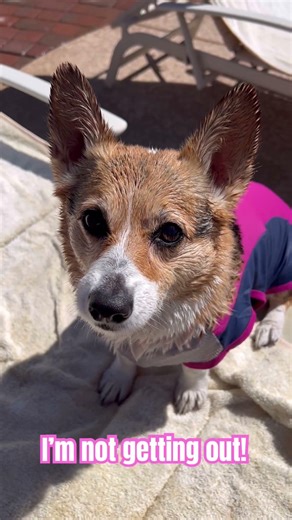 Went to a pool party today. It was cold! #corgi #poolparty #pool #cold