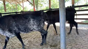 Disponibles para la venta. 5 gyrolandas plus con registro, hijas de Montross y Gylespi en vacas gyr elite, confirmadas preñadas. Promedio 450 kilos aproximadamente. Ubicadas en Doradal Antioquia. Información WhatsApp. wa.me/573208487321 . . . . . #rehagronegocios #ganaderia #ganado #gyrolando #girolando #girolandaslapalma #leche #tipoleche #doradal | Rehagronegocios Agromarketing