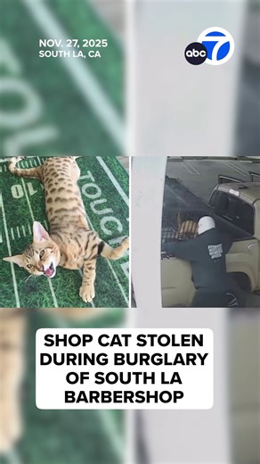 Burglars hit a barbershop in South Los Angeles, getting away with not only equipment, but the store's pet cat, too. Now, the hunt is on for the thieves. https://abc7.la/3KrsvXz | ABC7