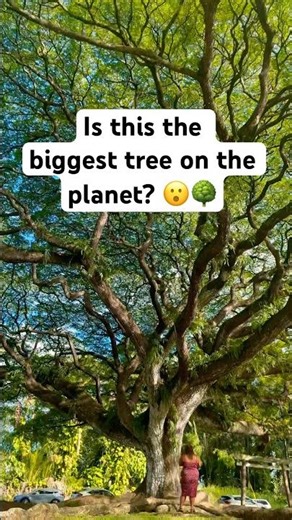 Is This the BIGGEST Tree on the Planet? 🤯🌍 #naturemystery