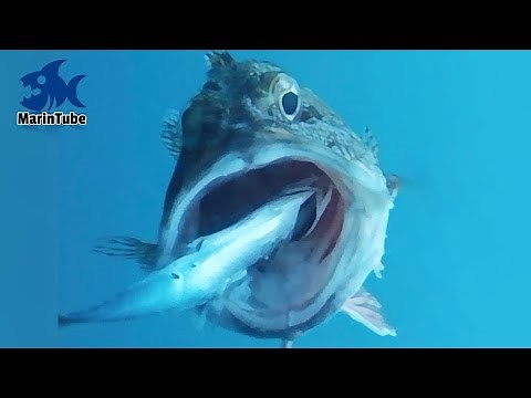 100 scenes of powerful fish feeding!! vol.1 [MarinTube compilation]