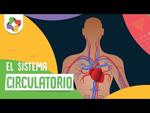 El sistema circulatorio - Biología - Educatina