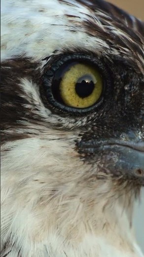 Osprey pair reunites. #naturepbs #wildlife #osprey #pbs