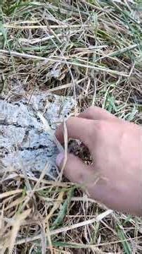 How quickly does a cow pie decompose without much rain? 💩