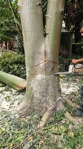 566K views · 4.6K reactions | Deep face cut felling a tree will no need a wedge. | Yulianto | Facebook