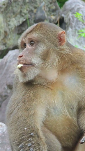 高清版😄#猴子🐒 #野生动物零距离 #猴哥来了