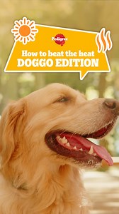 23 reactions | Ensure your dog stays healthy and hydrated! Fill their water bowls and feed them Pedigree wet food this summer! | Pedigree Philippines | Facebook