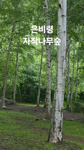 2026년 6월 30일 은비령 자작나무숲 이용화 작.