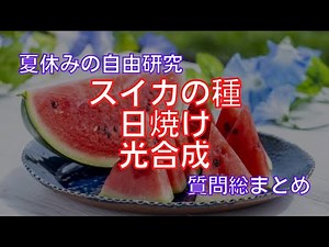 自由研究のヒント：スイカの種、日焼け、光合成を用いた自由研究のテーマの決め方