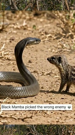 Black Mamba vs Mongoose 😱 Who Wins?