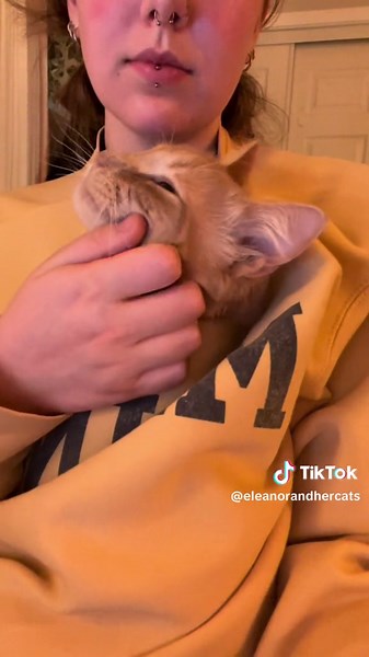 Homework buddy :) #orangecat #catpurring #cutecat #adorable