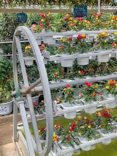 China’s smart agriculture innovation 🌿🚜 This rotating drum #hydroponic system grows potted plants with higher space efficiency, more uniform growth, and smarter water and nutrient management. Compact design, precise cultivation. （Video cr：生态农业） #SmartAgriculture #ModernFarming