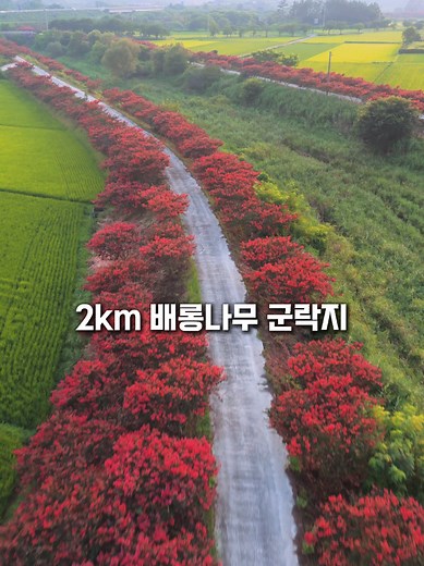 🌳 2km 베롱나무 군락지 🌳 #배롱나무군락지 #배롱나무명소 #koreatravel #배롱나무 #배롱꽃