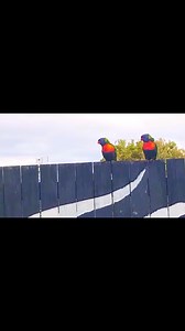 Rainbow Lorikeets: Mating Dance 🦜 🦜 Video: Glenys Edwards Male lorikeets, particularly the Rainbow Lorikeets, engage in a variety of active courtship displays to impress females. These rituals typically involve the male showcasing his agility, energy, & colorful plumage through a series of specific movements. Please like, #share & comments this reel. #LORIKEET #mating #wildlife #nature #asmr #comedy #rainbowlorikeet #fun #birdmating #birds #parrot #viral #colorfulbirds #Amazing #Wow #birdwatch