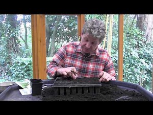 HOW TO GROW LEEKS multi seeding