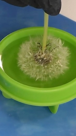 Look what I stuck in resin! I took a dandelion, put it in resin and see what happened! #crafting #crafts #diy #craft #diyhomedecor #resincraft #resin #resinart #resinartist #dandelion #HandmadeWithLove #handmadegifts #HandCrafted | Craft Klatch