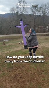 3.3K reactions · 1.2K shares | With a 12ft wacky waving inflatable flailing arm tube man, that's how #chicken #chickensofinstagram #chickens #fypシ゚ #Tennessee #knoxville #maryvilletn | Aubrie Fernald | Facebook