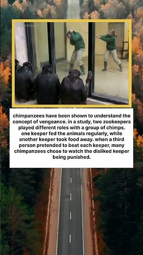 Chimpanzees May Understand Revenge 😱🐵