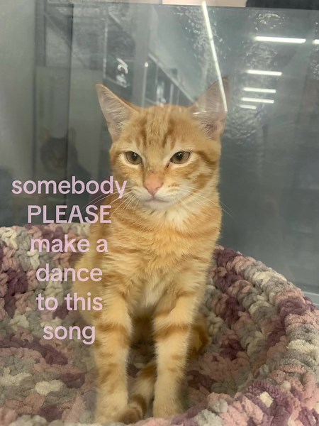 Cat Begs for a Dance to This Song: The Viral TikTok Trend
