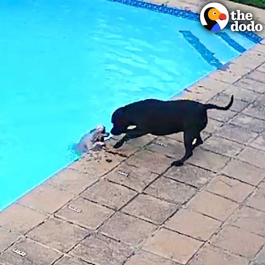 Security camera catches pit bull saving his tiny best friend from drowning in the pool 😯 | The Dodo