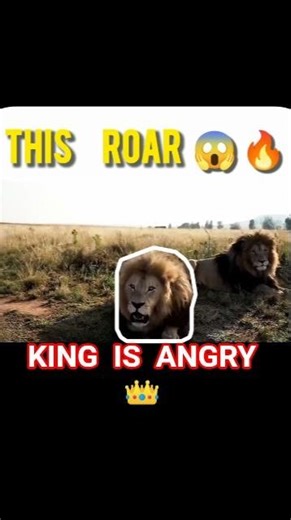 When the King Gets Angry 😳🦁 || #shorts