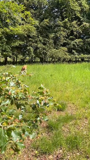 94K views · 1.7K reactions | You lot wanted more of BEAR frolicking around! Here you go 﫶 | Russell Brand | Facebook