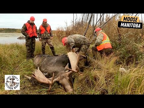 Hunting Giant Moose in Manitoba