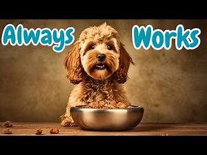 🐶 Conquer Your Cockapoo's Eating Problems With One Simple Trick. Fussy No More!