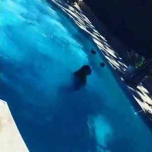 Chloe Grace Moretz jumps in Pool Post ALS Ice Bucket Challenge