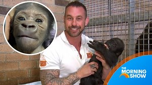 416K views · 17K reactions | "It's part of the job... I'm very attached" An emotional Zookeeper Chad from Mogo Wildlife Park has stepped in to play 'mum' to baby gorilla Kaius, and is now preparing to say farewell to the adorable ape who has lived in his home since last year. 轢 | The Morning Show | Facebook