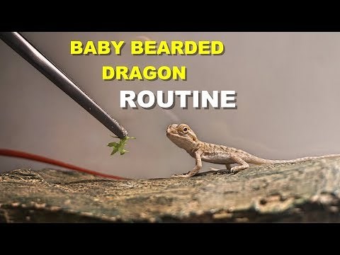 Baby Bearded Dragon Daily Routine !! Tips On Bearded Dragon Care