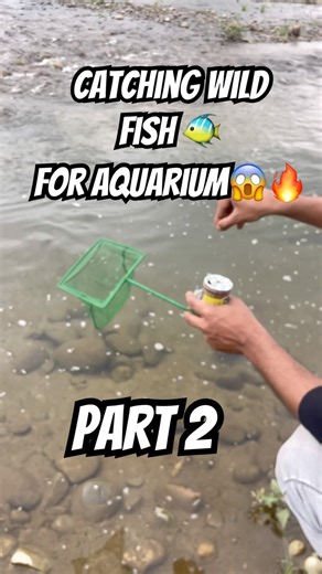 Wild to fish tank part 2 #fishing #aquarium #aquariumfun #shortsfeed #shorts #aquascape #wildfish