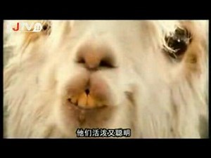 This Video Is Dirty (In China)