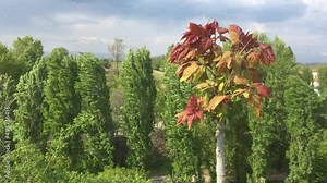 Young sprouts of ailanthus (Ailanthus altissima or Tree of Heaven) blown by the wind