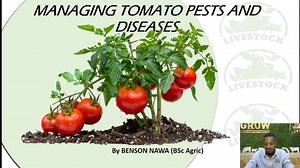 2.7K views · 49 reactions | MANAGING TOMATO PESTS AND DISEASES By Mr. Nawa Benson | Livestock Services | Facebook