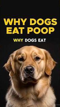 WHY DOGS EAT POOP? 💩 COPROPHAGIA EXPLAINED! Top Reasons Puppy & Adult Dogs Do This & How to Stop It!