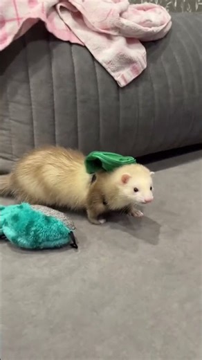 The Liquid State: Proof that ferrets are actually 90% liquid and 10% chaos. #ferret #ferretlife