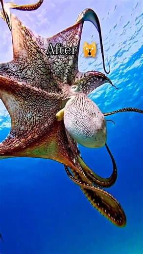 Octopus transformation 🐙🔥 Wait till the end 😳#shorts #viral