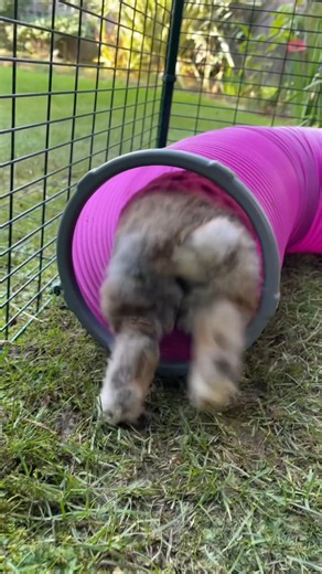 1.3K views · 33 reactions | Our Walk In Run is the perfect space to spend time with your bunnies through winter. Watching them hop and hide as you breathe in the crisp, cold air is a great way to break up the day and have a moment of mindfulness.  | Omlet - Remarkable Pet Products | Facebook