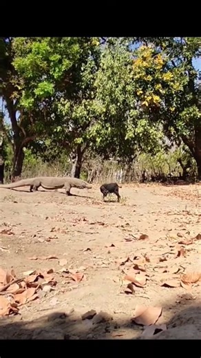 Two moments when Komodo dragons attack young goats #dragon #wildlife #komodo #animal | Brian D. Morales
