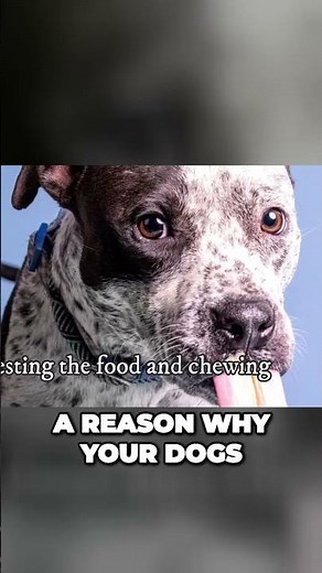 The Importance of Dogs Drooling! Why Do Dogs Drool?