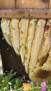 39K views · 3.2K reactions | Big, bountiful beehive! These bees had been living here for a year, but there’s a sidewalk just on the other side of the fence so as the hive grew larger and started swarming they began to worry. | GND Honey | Facebook