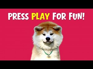 Dog Test: Can They Resist These Sounds? 🐶