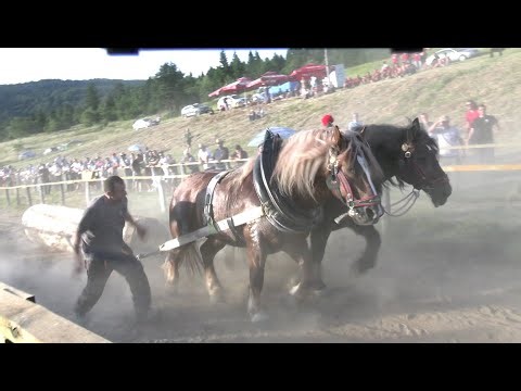 DRINIĆ - 19. ŠTRAPARIJADA, 2025.