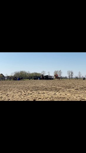 1.3K views · 252 reactions | Both of these horses are currently for sale. “Noodles” 5 year old buckskin head horse and “Clover” 9 year old sorrel heel horse. | Levi Simpson Diamond S Rope Horses | Facebook