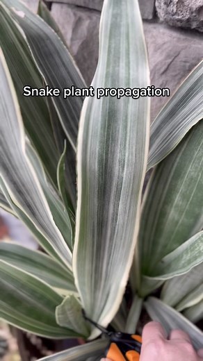 Snake Plant Propagation Guide: How to Propagate Successfully