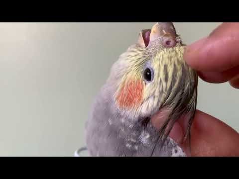 Misty baby enjoying her scritches #cockatiel #birdsitting #birdiebnb