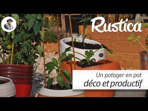 Un potager en pot décoratif et productif au balcon ou dans une cour